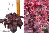 Гейхера Кримсон Керлс (Heuchera Crimson Curls) С1,5 лс