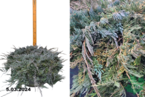 Можжевельник горизонтальный Эмеральд Спредер (Juniperus horizontalis Emerald Spreader) С26