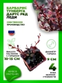 Барбарис Тунберга Дартс Ред Леди