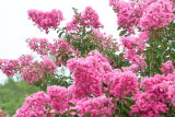 Лагерстремия (индийская сирень) Розеа Нова (Lagerstroemia indica Rosea Nova) С2
