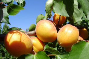 Абрикос шалах