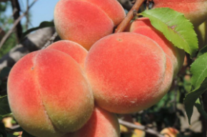 Персик юбилей