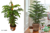 Араукария гетерофилла (Araucaria heterophylla) Р22
