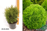 Thuja occidentalis Hozery-3500