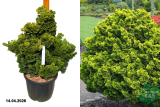 Кипарисовик тупой Аврора (Chamaecyparis obtusa Aurora) С18