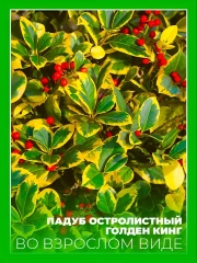 Падуб остролистный Голден Кинг