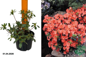 азалия яопнская гейша оранж