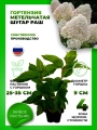 Гортензия метельчатая Шугар Раш