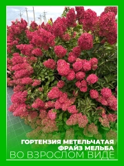 Гортензия метельчатая Фрайз Мельба