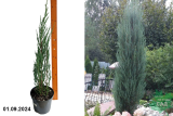 Можжевельник скальный Блю Эрроу (Juniperus scopulorum Blue Arrow) С3