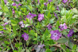 Барвинок малый Атропурпуреа Плена (Vinca minor Atropurpurea Plena) Р13