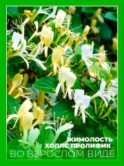 Жимолость японская Холлс Пролифик