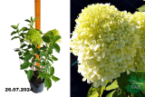 Гортензия метельчатая Селекшн (Hydrangea paniculata Selection) С3