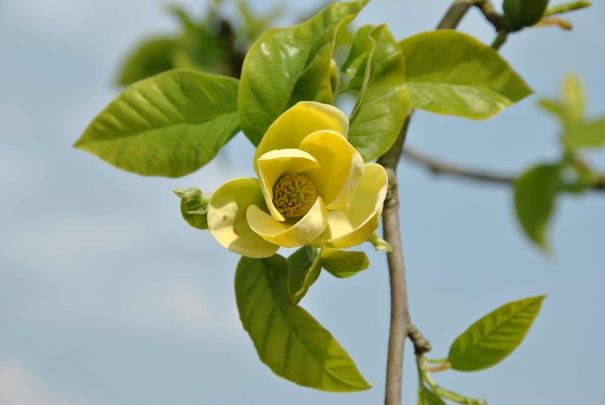 magnolija-bruklinskaja-iellou-berd-yellow-bird