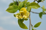 magnolija-bruklinskaja-iellou-berd-yellow-bird