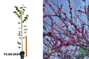 Багрянник (Церцис) канадский Теннесси Пинк С7,5