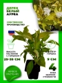 Дерен белый Ауреа
