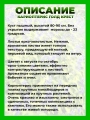 Кариоптерис кландоненский Голд Крест