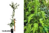 Береза повислая Лациниата (Betula pendula Laciniata) С7,5