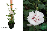 Гибискус сирийский Чайна Шифон (Hibiscus syriacus China Chiffon) С3
