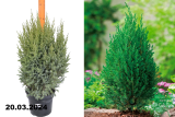 Можжевельник китайский Стрикта (Juniperus chinensis Stricta) С5 д