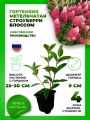 Гортензия метельчатая Строуберри Блоссом
