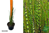 Эквисетум (Хвощ) зимующий (Equisetum hyemale) С3