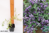 Буддлея очереднолистная Юник (Buddleja alternifolia Unique) Р9