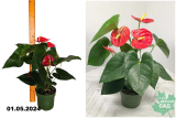 Антуриум Андрианум Оклахома (Anthurium Andreanum Oklahoma) Р17