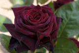 Роза чайно-гибридная Блэк Баккара (Rosa Hybrid Black Baccara) ОКС