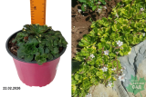 Камнеломка теневая Вариегата (Saxifraga umbrosa) С2 фл