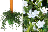 Барвинок малый Гертруда Джэкилл (Vinca minor Gertrude Jekyll) С2 х