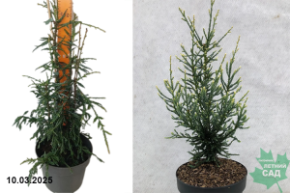 Sequoia sempervirens Lightning