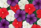 Катарантус Тату Американ Пай Микс (Catharanthus Tattoo Аmerican Pie Mix) Р9 н