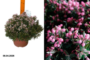 андромеда многолстная айс