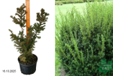 Тисс средний Фармен (Taxus media Farmen) С7,5