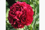 Пион гибридный Генри Бокстос (Paeonia Henry Bockstoce) С5 Б