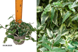 Фикус Сагиттата (Ficus sagittata) Р12