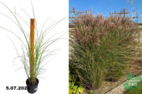 Мискантус китайский Грацилимус (Miscanthus sinensis gracillimus) С3