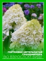 Гортензия метельчатая Грандифлора