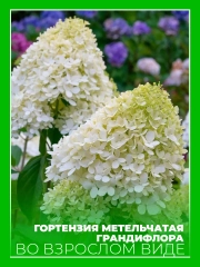 Гортензия метельчатая Грандифлора
