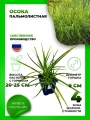 Осока пальмолистная