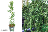 Криптомерия японская Расен (Cryptomeria japonica Rasen) С5