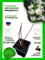 Чубушник виргинский Вирджинал
