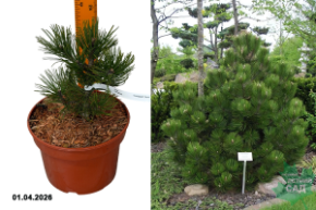 сосна гельдрейха компакт джем