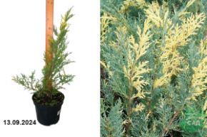 Можжевельник средний Блю энд Голд С