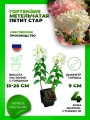 Гортензия метельчатая Петит Стар