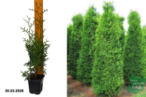 ту кинг оф брабант