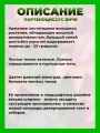 Девичий виноград триостренный Вичи (Партеноциссус)