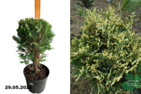 Туя западная Майнекес Цверг С7,5